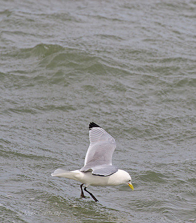 MC7D3384 Kittiwake