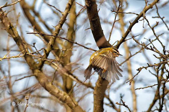 MC002555. Firecrest Flight