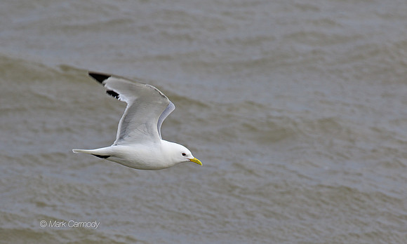 MC7D2745 Kittiwake