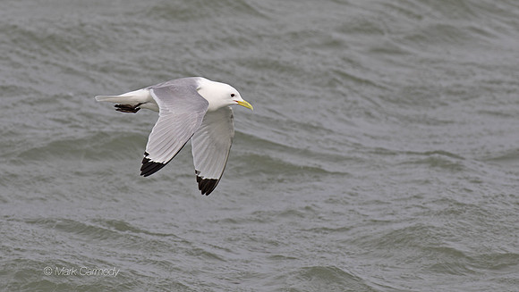 MC7D3379 Kittiwake