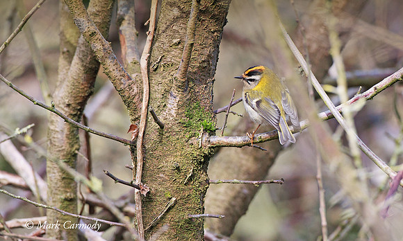 MC002580 Firecrest