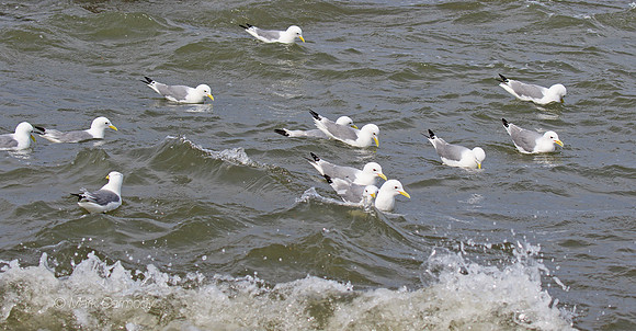 MC7D3989 Kittiwake