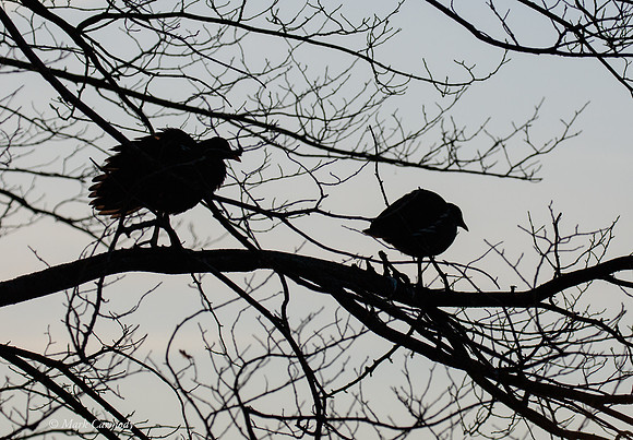 MC7D2651 Moorhen pair sil
