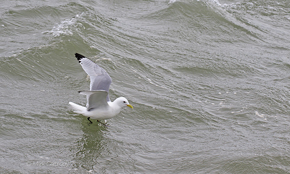 MC7D2826 Kittiwake