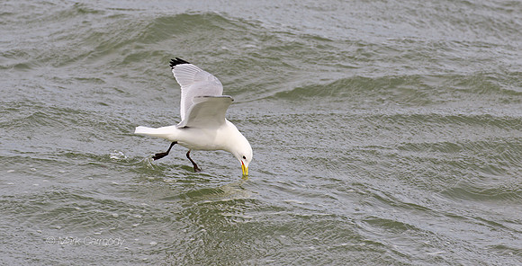 MC7D3388 Kittiwake