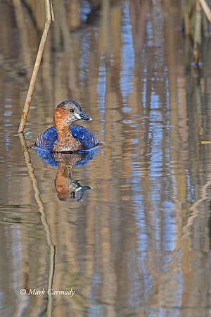 MC001730 Dabchick