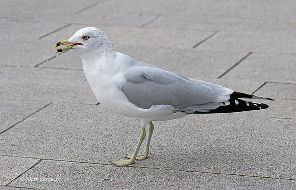 MC7D2457 RBG