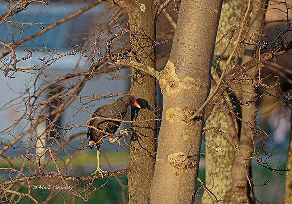 MC7D2634 Moorhen climb