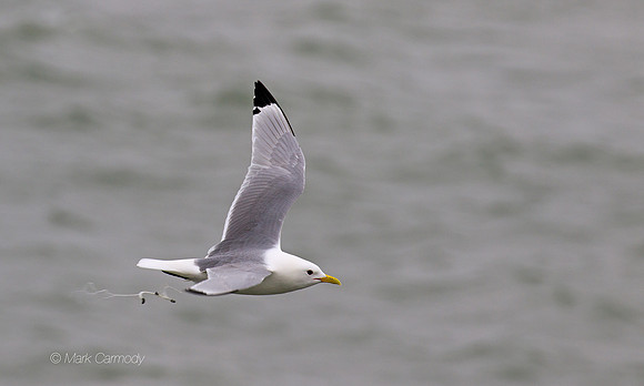 MC7D2878 Kittiwake shite