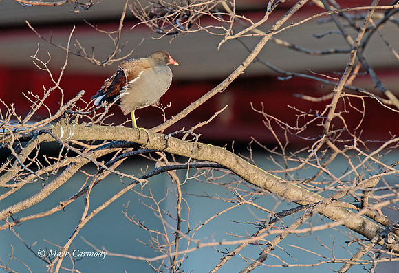 MC7D2593 Moorhen