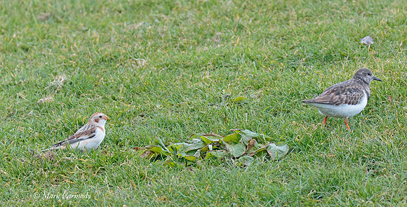 MC7D1242 Bunt Turnstone