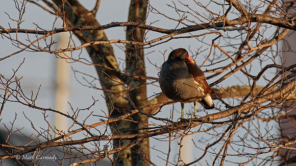 MC7D2570 Moorhen