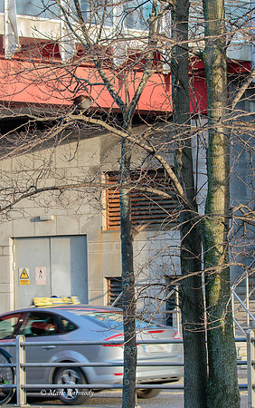 MC7D2589 Moorhen road