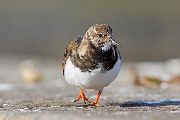 MC7D2038 Turnstone