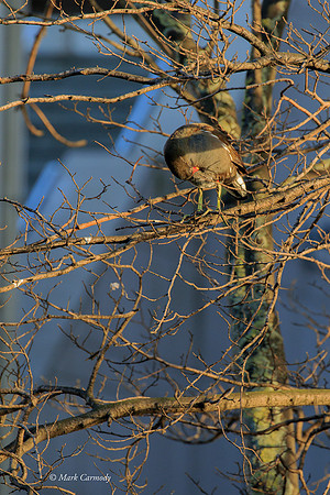 MC7D2562 Moorhen preen