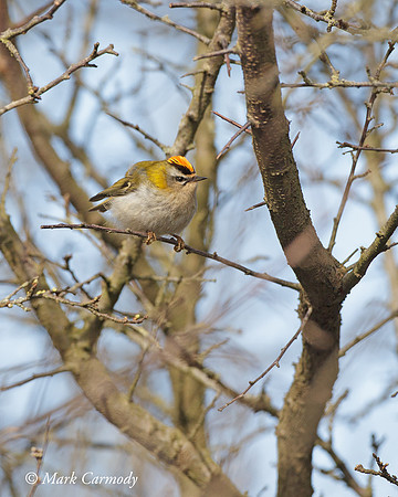 MC002552 Firecrest