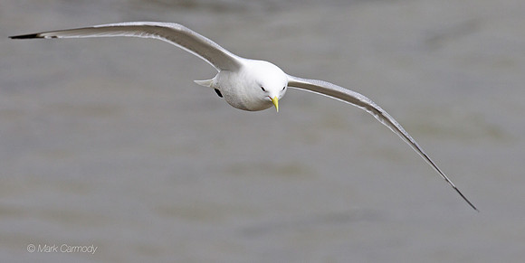 MC7D2707 Kittiwake