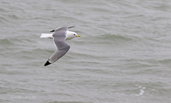 MC7D2799 Kittiwake
