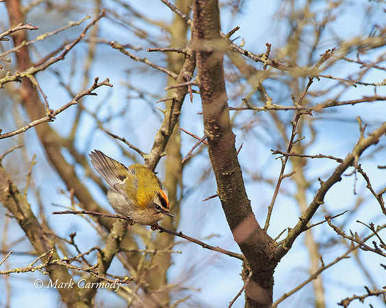 MC002554 Firecrest