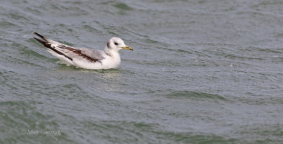 MC7D3893 Kittiwake 2sum