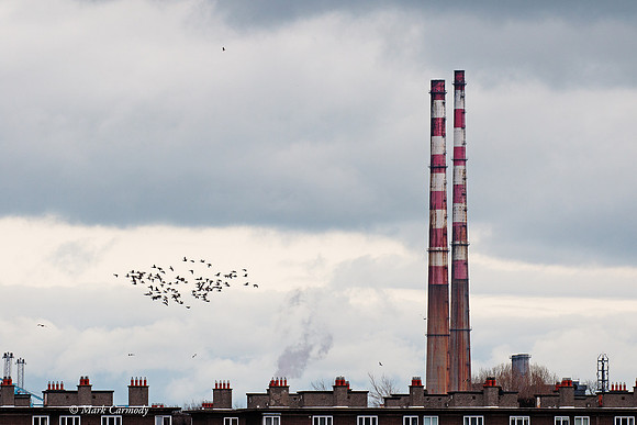 MC7D2512 Poolbeg Brent