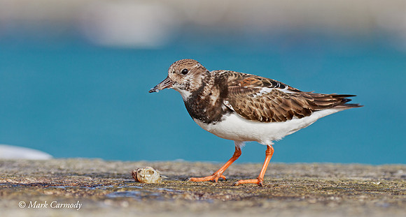 MC7D1749 Turnstone