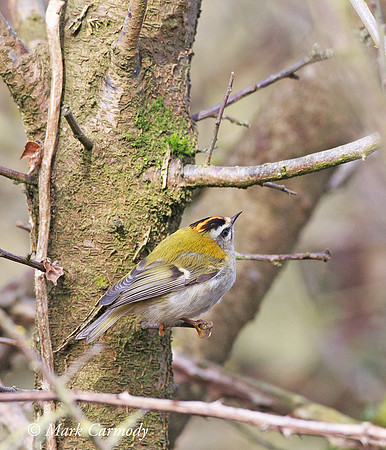 MC002573 Firecrest