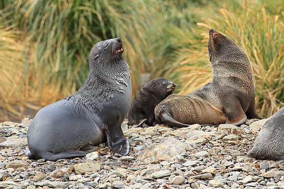 MC009866 Godthul Fur Seal