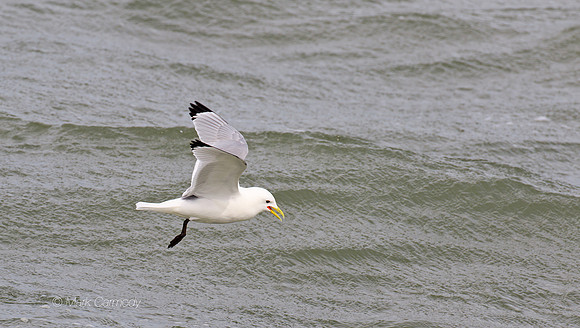 MC7D3390 Kittiwake