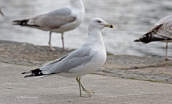 MC7D2414 RBG