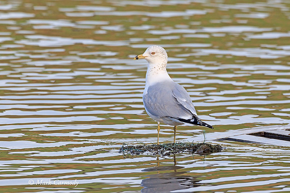 MC001712 RB Gull