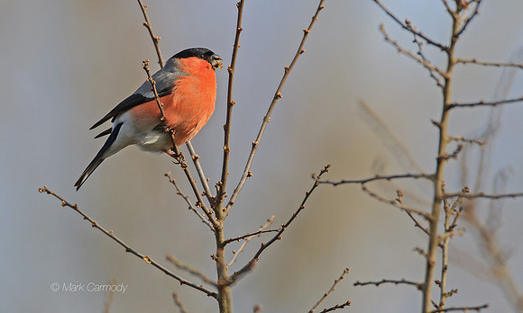 MC002405 Bullfinch