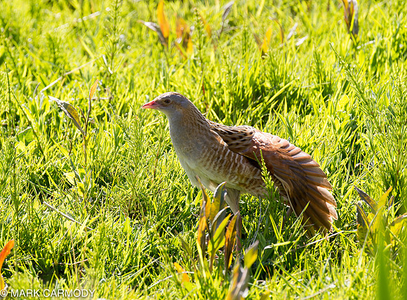 MC008778