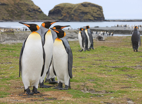 MC__0294 King Penguin gang