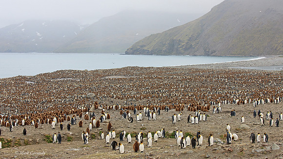 MC__0173 King Penguins Andrews Bay