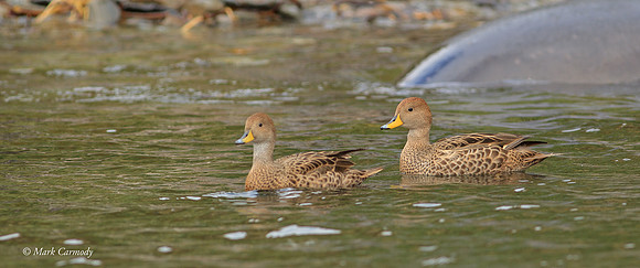 MC009893 south Georgia Pintail