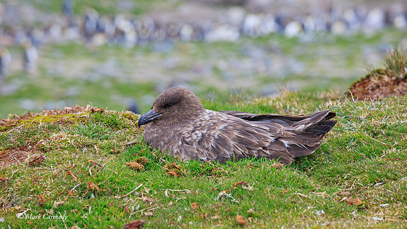MC__0278 Antarctic Brown Skua