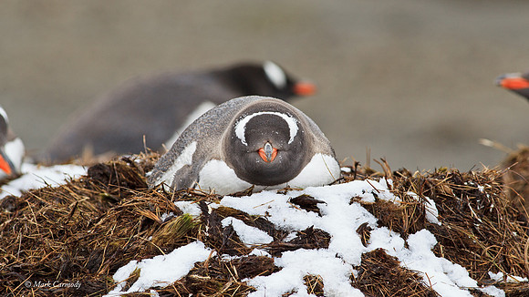 MC009156 Gentoo Stromness