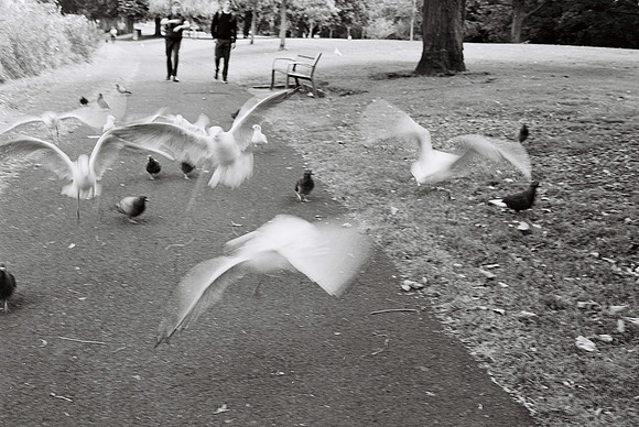 Black-headed Gulls and Pigeons
