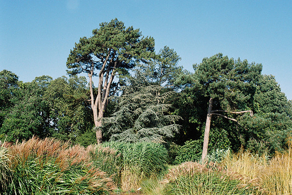 Pine Tree 1, National Botanic Gardens, Dublin