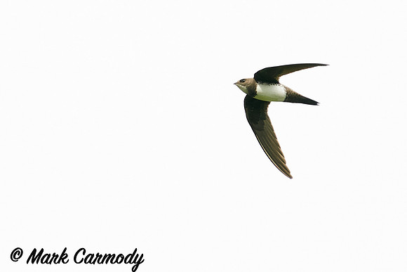 Alpine Swift/Gabhlán Alpach (Tachymarptis melba)