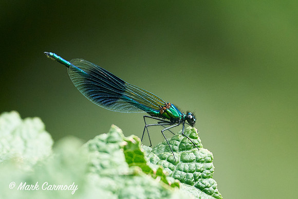 Banded Demoiselle/Brídeog Bhandach (Calopteryx splendens)