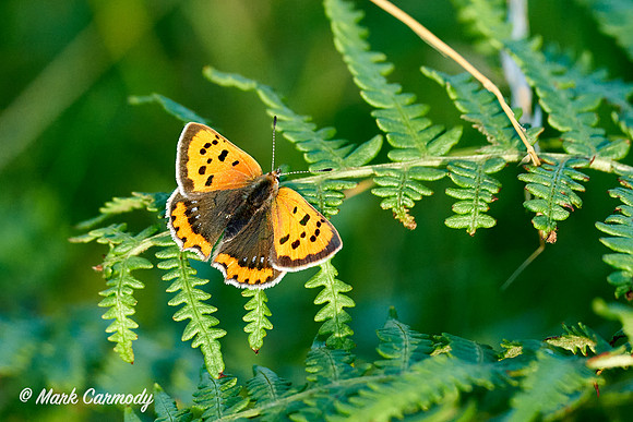 Small Copper/Copróg Bheag (Lycaena phlaeas)