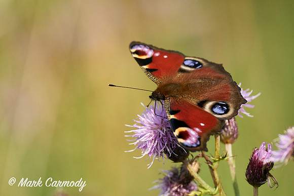Peacock/Péacóg (Aglais io)