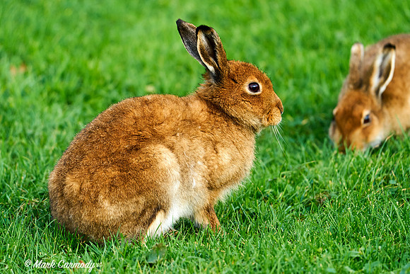 Irish Brown Hare (Lepus timidus hibernicus)