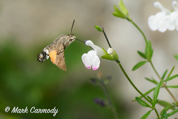 Hummingbird Hawkmoth (Macroglossum stellatarum)