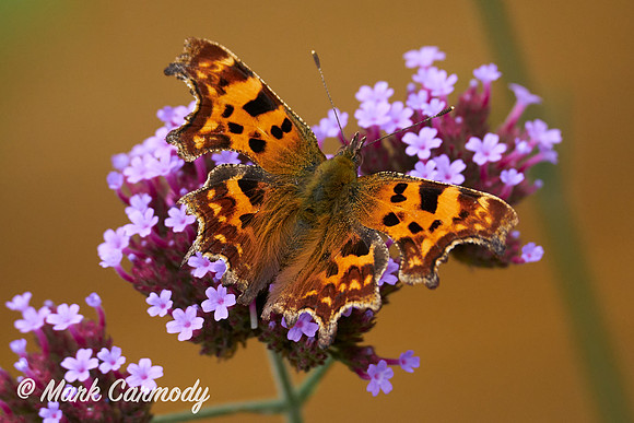 Comma/Camóg (Polygonia c-album)