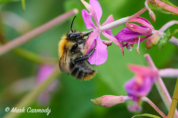 Common Carder Bee (Bombus pascuorum)
