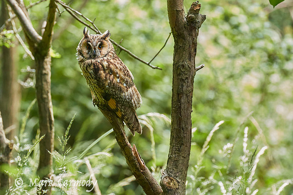 Long-eared Owl/Ceann cait (Asio otus)