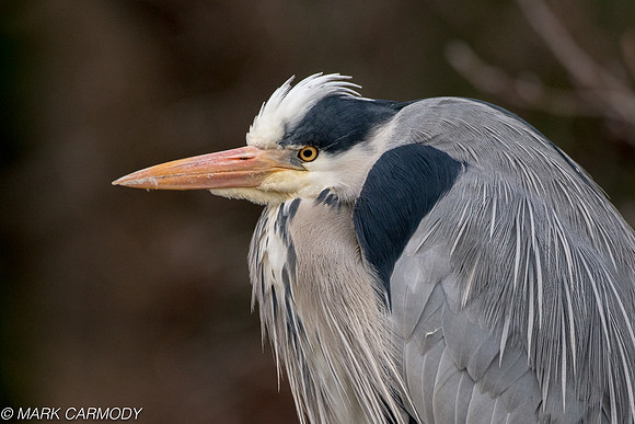 Grey Heron/Corr réisc (Ardea cinerea)